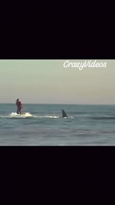 28K views · 228 reactions | Shark surfing 玲 | Crazy Videos | Facebook