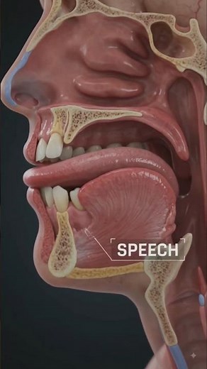 Anatomy Explained in 3DStructure and Function of the Human Tongue