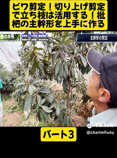 ビワ剪定のテクニックとコツ