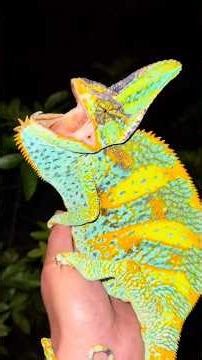 Exploring the Florida Keys! #reptiles#fish#ocean#florida#wildlife#animals#nature#shorts#conservation