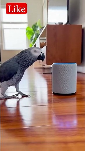 Parrot Commands Alexa… Then Mom Cuts the Music #DanceParrot