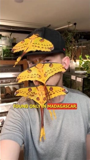 The Comet Moth’s Magical Transformation You Won’t Believe! 🦋🔥 #facts