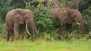 Gabon's marauding forest elephants test public patience