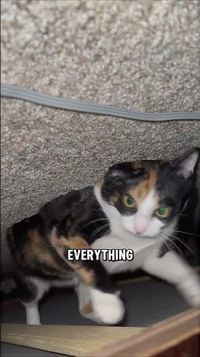 Why Cats Hide Under the Bed