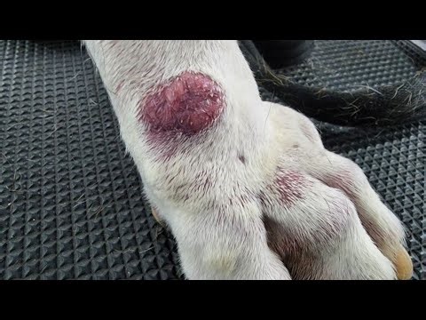 Pododermatitis ,complete diagnosis and treatment- The curious case of Luna