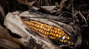 My Loved One Is In A Cult - How Do I Help Them?