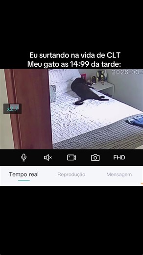 Quero Injustiça: Gato Engraçado e CLT
