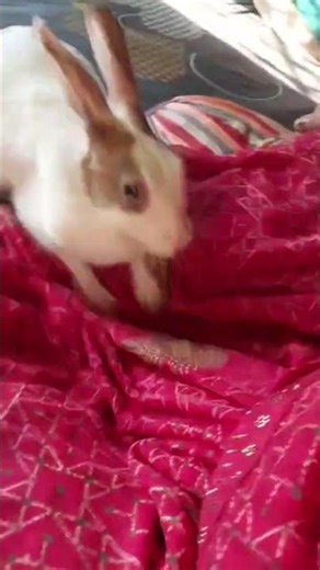 badmash khargosh #funnycute #mybunny #cute #mycuterabbit #funny #rabbit