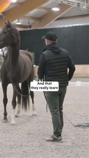 How to handle unexpected moments? #trtmethod #horse #equestrian