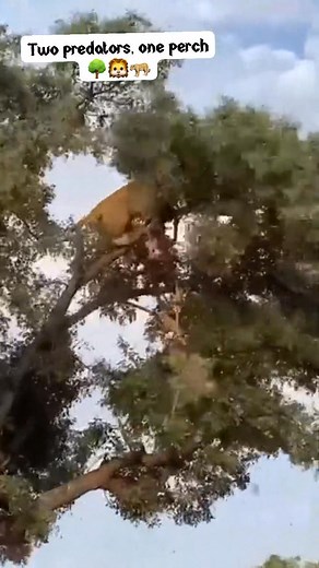 78K views · 764 reactions | A rare moment as a lioness and a leopard share the same tree — tension, curiosity, and wild beauty collide. Link in bio  #Lioness #Leopard #WildlifeMoments #SafariAdventure #KenyaWildlife #Sbsafaris #fblifestyle #leopard #lions #kenya #fypviralシ #usa #UK #australia #europe #China #brasil #canada #world #uae #naturelove #naturephotography #nature | SB Safaris Kenya | Facebook
