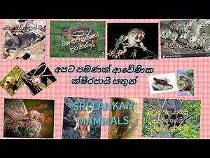 SRI LANKAN ENDEMIC MAMMALS ( අපට පමණක් ආවේණික ක්ෂීරපායි සතුන් )
