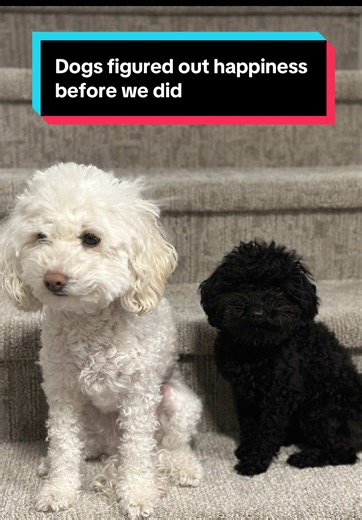 Dogs don’t chase more. They enjoy what is. #happydog #dogtok #toypoodle #bichonpoo