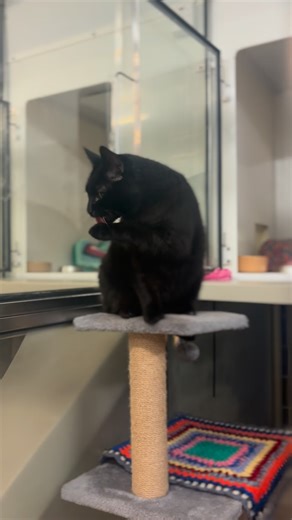 125 reactions · 11 comments | Our very own food thief 亮 Click the link below to view Trevor’s adoption info ⬇️ https://www.allcreaturesgreatandsmall.org.uk/pet/trevor/ | All Creatures Great and Small | Facebook