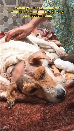 Stray Dog Rescued with Severe Maggot Wound on Head