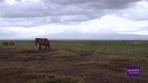 Evidence from ivory DNA identifies two main elephant poaching hotspots