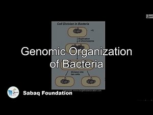 Genomic Organization of Bacteria, Biology Lecture | Sabaq.pk