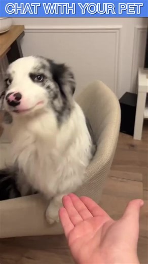 Easy Dog Translator: Enhance Your Bond with Pets