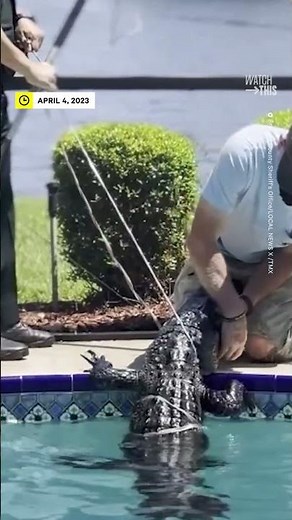 8-Foot Alligator Takes a Dip in Family Swimming Pool
