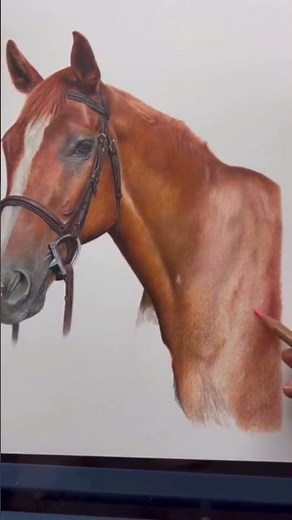 Learn to Draw Realistic Animals | Top Tips
