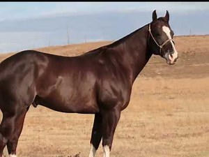 FRECKLES CB - 2013 Stallion