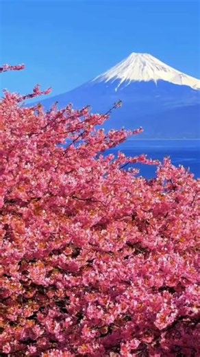 清风掠过静谧的日式风光，落樱飘零，古寺藏于青山密林间。#樱花与富士山 #日本电车风景