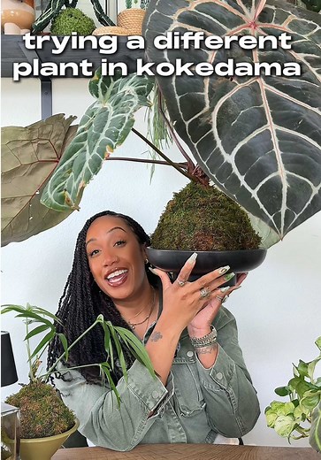 Orchid Kokedama: How to Grow and Care for Orchids in Moss Balls