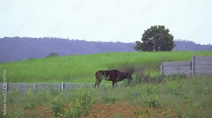A black domestic Indian cow grazing in a mustard farm field in rural india with a hilly overcast landscape