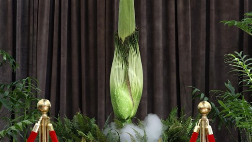 Rare corpse flower set to bloom after 15 years
