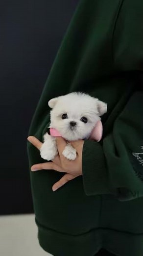 The cutest teacup maltese in the world💕