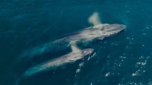 Cómo Michael Packard sobrevivió dentro de la boca de una ballena
