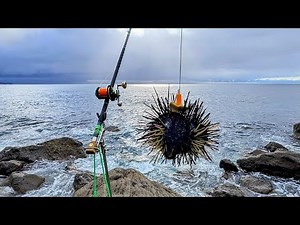 【石鯛釣り】【磯釣りASMR】驚愕の激浅磯でブチ曲がる幻想的で不思議な大物釣り（150）