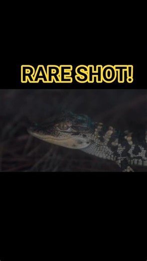 Wild Lizard Close-Up 🦎🔥