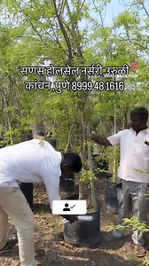 Uruli Kanchan | Wholesale Nursery Plants