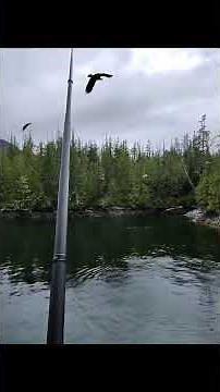 Bald Eagles in Ketchikan, Alaska