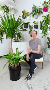 Quick and easy way to remove a dead Yucca stalk from the multiple plant arrangement. In this video, I am demonstrating how to remove one stalk without taking all plants out of the pot. Each stalk is a separate plant and has its own root system. Even when plants are potted in the same pot, receive the same care and light, one plant might not make it as it is not able to deal with under or over-watering issues, as well as other plants in the arrangement, can. Just like people, some are just simply