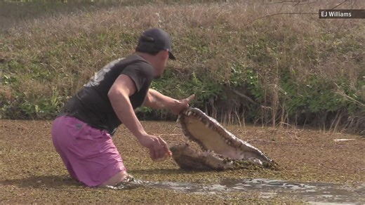 Did Gator Country's Big Al agree with Punxsutawney Phil's prediction of 6 more weeks of winter?