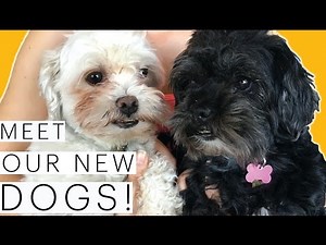 10 Reasons to Adopt a Pet | Meet our dogs! | Our Adoption Story | Rescue Dogs | The Edgy Veg