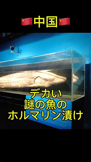 🇨🇳中国の北京にある博物館にて。貴重な展示が沢山あった。きっとチョウザメ。 #海外旅行 #中国旅行 #博物館 #水族館 #museum #北京 #中国
