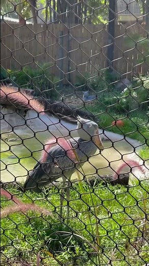 Shoebill Stork Meditating at Tampa Zoo