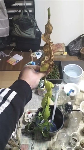 【農学修士地獄#室内栽培 】ツユクサの洗面器から飛び出たのを剪定し、#水栽培 して、枯れた葉は肥料に#sdgs #貧乏生活 #恥の多い生涯 。