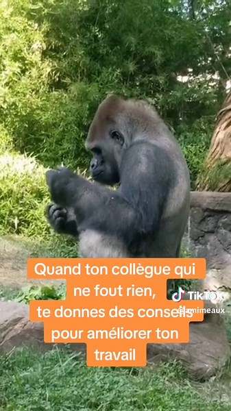 Humour de Bureau : Les Colleagues Bizarres au Travail