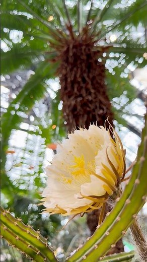 開花を見逃した方へ‼ 夜咲きの森林性サボテン”夜の女王”が開花していました。#咲くやこの花館 #咲くや開花情報 #植物園 #サボテン