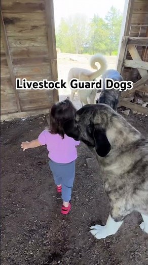 Anatolian Shepherd | Livestock Guard Dogs #anatolianshepherd #livestockguardian #farming