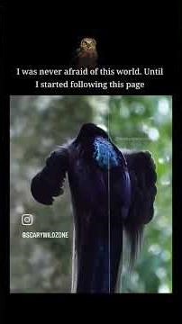 voices of dangerous☠️ 🐦 🐦‍⬛ #scaryshorts #scarywildlife #ruado #like #algorithm ☆#success #support