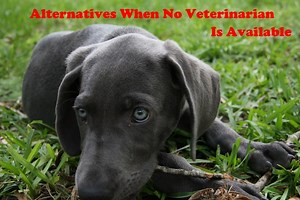 What to Do if Your Dog or Cat Has an Emergency but No Vet Is Available