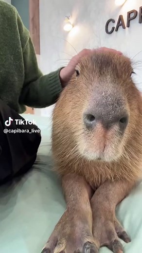 Discover the Capybara: Nature's Gentle Giant