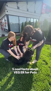 30K views · 199 reactions | Thanks, Cody!  VEG St. Peters is our second emergency vet hospital in Missouri and is officially open 24-hours every day!  What do you think is the coolest fact about your new go-to pet ER? Don’t fur-get! Save our contact info  before an emergency happens: https://www.veterinaryemergencygroup.com/locations/missouri/st-peters | VEG ER for Pets | Facebook