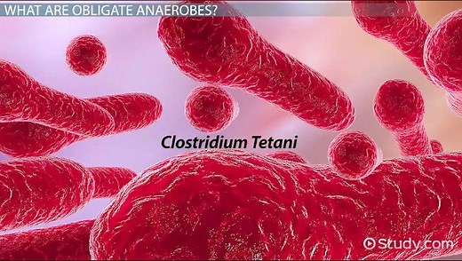 Obligate Anaerobe | Definition, Metabolism & Examples