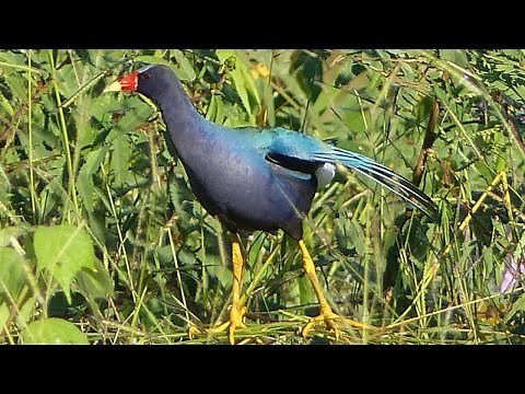 O Canto do Frango D'água Azul na Natureza - Purple Gallinule - Brazilian Birds Singing