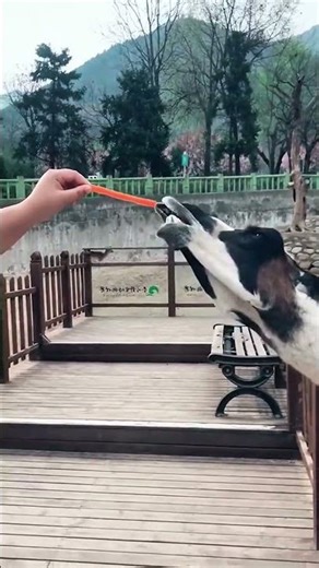 Funniest Alpaca Moment Ever 🦙😂 #funnyanimals #memes #alpaca